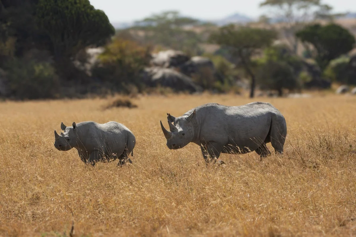 Le retour du rhinocéros noir au Zimbabwe : un modèle pour la gestion des ressources en Afrique de l’Ouest ?