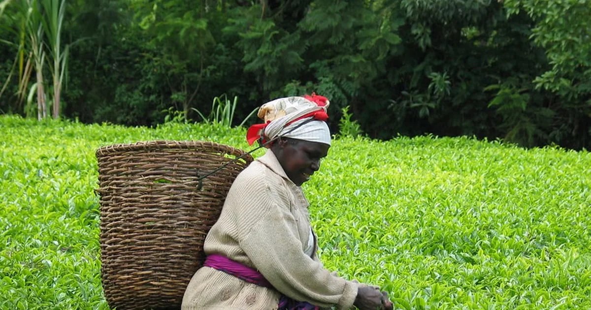 Agriculture africaine : le saut stratégique du Kenya et du Rwanda éclaire l'Afrique de l'Ouest