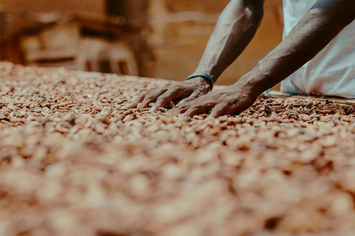 Côte d’Ivoire : la colère paysanne interroge le modèle agricole