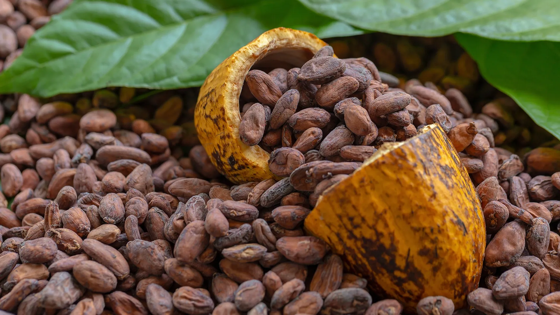Cacao sans fèves : l'Initiative ivoiro-ghanéenne face au défi des substituts