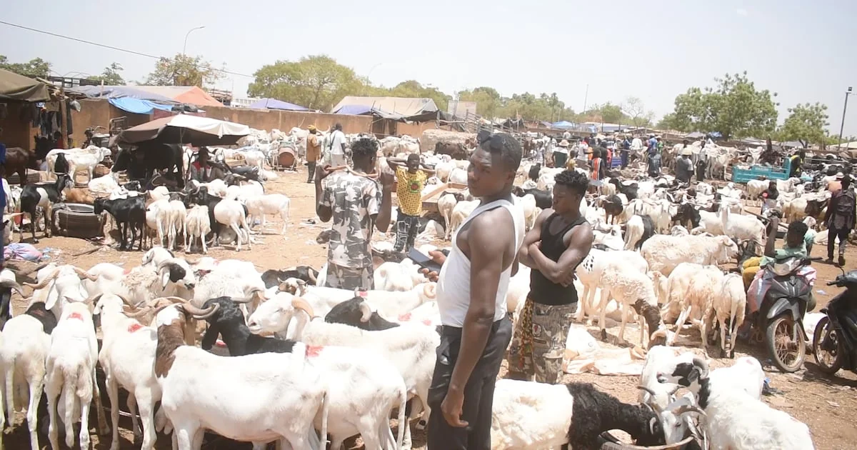 Burkina Faso : le paradoxe des moutons les moins chers de la région