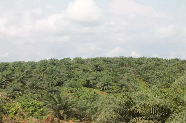 Conflits faune-industrie : une leçon pour les mines d’or ouest-africaines