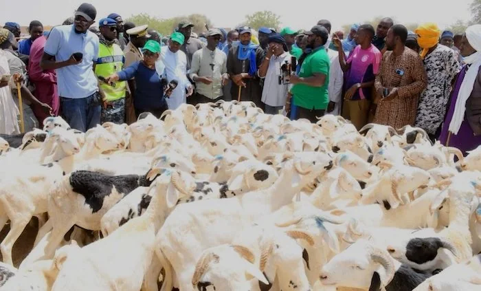 Approvisionnement record pour la Tabaski 2026 : le Sénégal mise sur l'autosuffisance en viande ovine