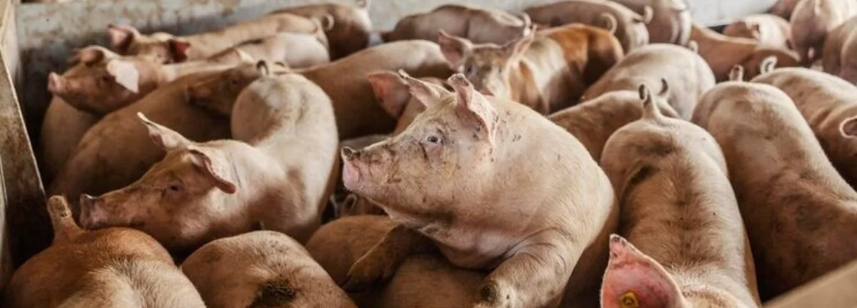 Peste porcine africaine en Côte d'Ivoire : une menace pour l'élevage et les échanges régionaux