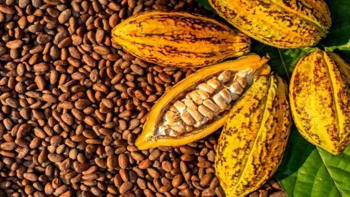 Cacao en Afrique de l'Ouest : le Cameroun surclasse la Côte d'Ivoire, le prix ivoirien cristallise les tensions