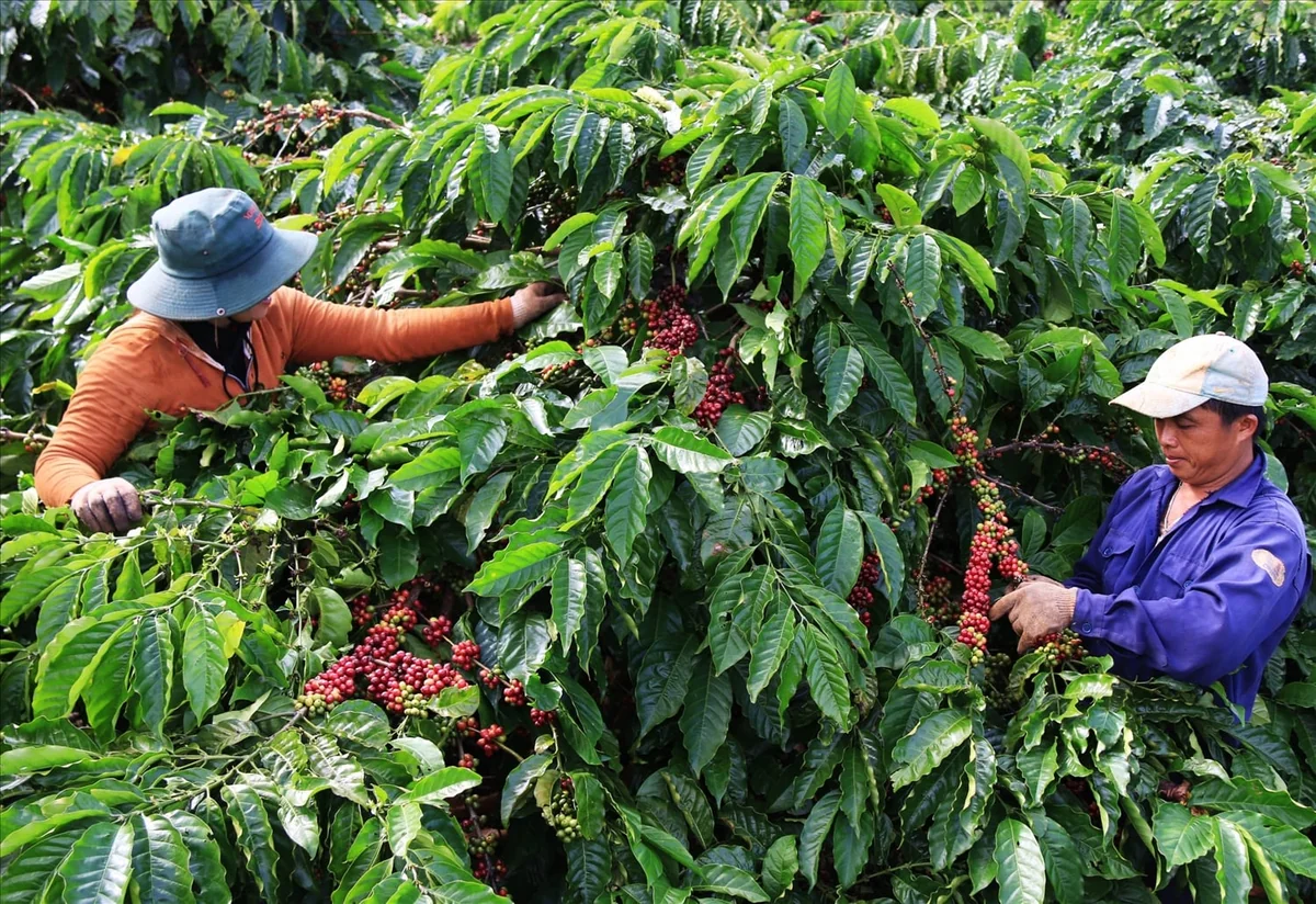 El Niño et café en Afrique de l'Ouest : une menace aux effets contrastés
