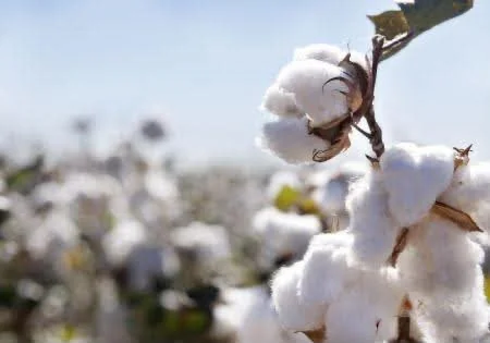 Burkina Faso relance sa filière coton : production et souveraineté en ligne de mire