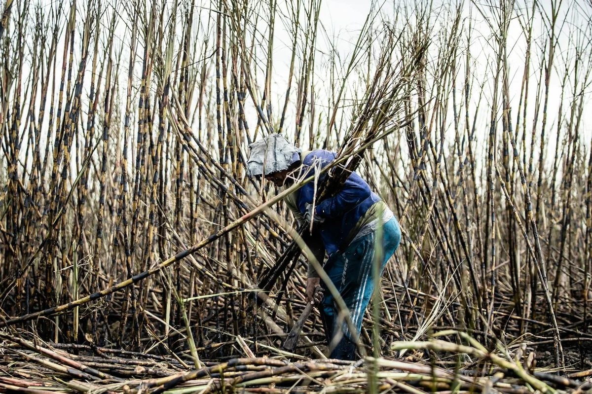 Valorisation des coproduits : SUCAF-CI inaugure une distillerie, nouveau cap pour l’agro-industrie ivoirienne