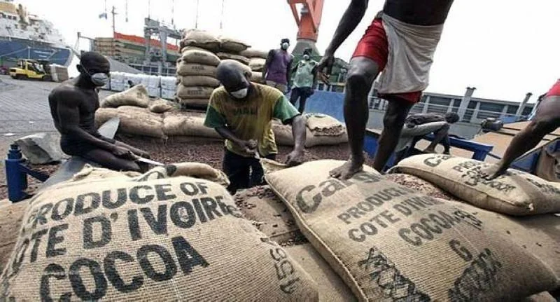 Cacao ivoirien : derrière la traçabilité, une bataille pour la donnée