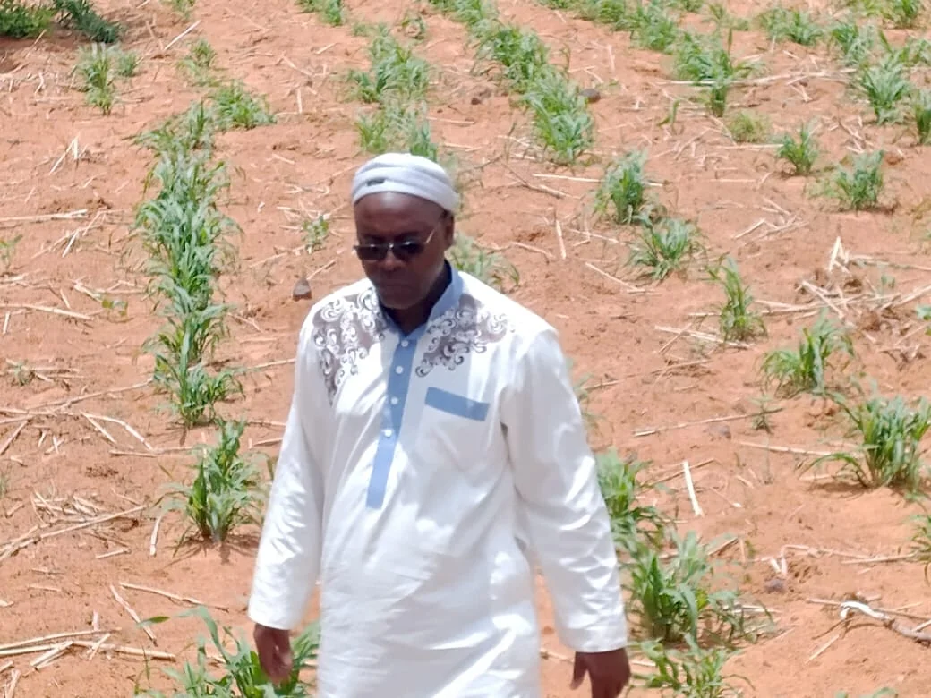 Semis au Niger : entre baisse du mil et hausse du sorgho, les agriculteurs s’adaptent