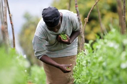 Agroforesterie au Togo : le FSRP, un levier pour la résilience alimentaire régionale