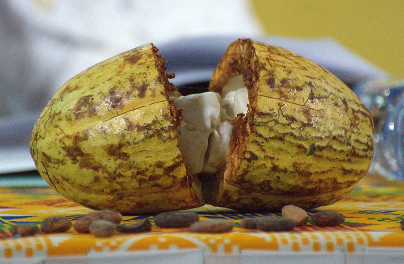 Cacao : le Ghana parie sur le prix aux producteurs, la Côte d’Ivoire cherche l’équilibre