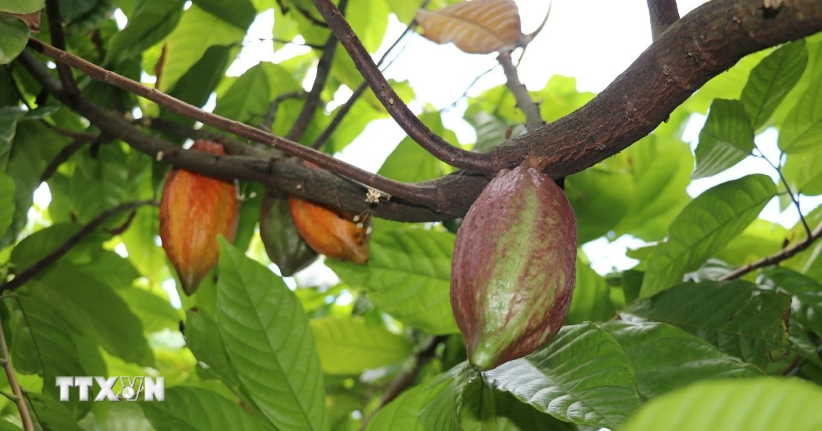 Cacao ouest-africain : chute des prix et réformes structurelles en Côte d'Ivoire