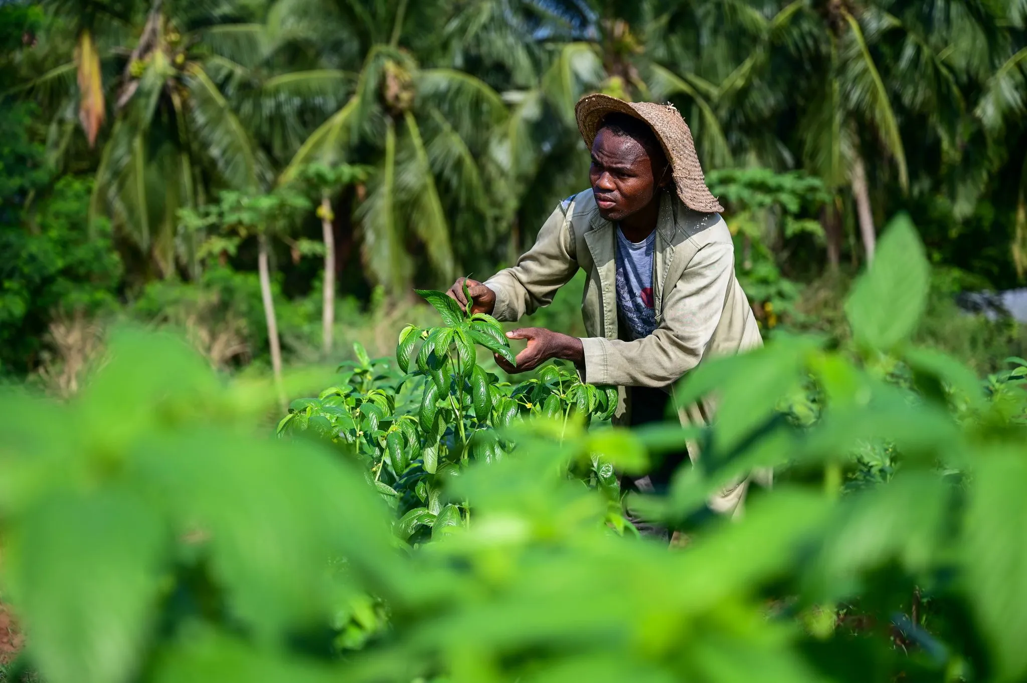 Semences adaptées au climat et dépendance au blé : la souveraineté alimentaire ouest-africaine en tension